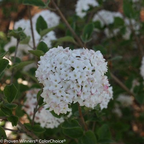 Viburnum, Spice Baby Viburnum