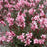 Gaura lindheimeri 'Sme-2'  - Passionate Blush™ Gaura