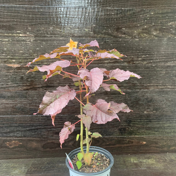 Hibiscus, Summerific® Edge of Night Hibiscus