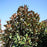 Magnolia, Bracken's Brown Beauty Southern Magnolia