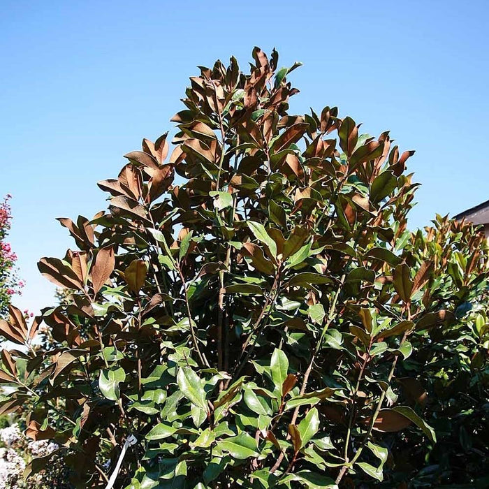 Magnolia, Bracken's Brown Beauty Southern Magnolia