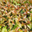 Honeysuckle, Ru-Bee Wren™ Bush Honeysuckle