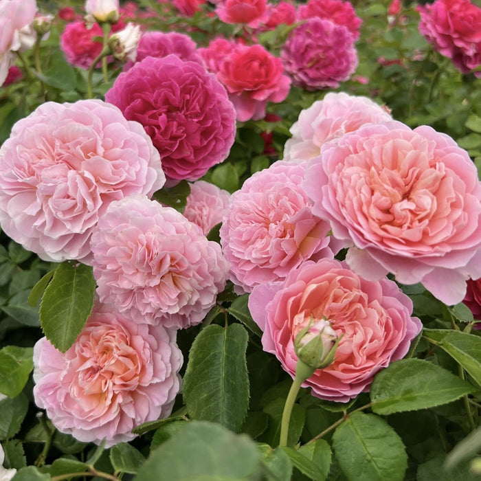 Rosa 'Ausegdon'  - Eustacia Vye Rose