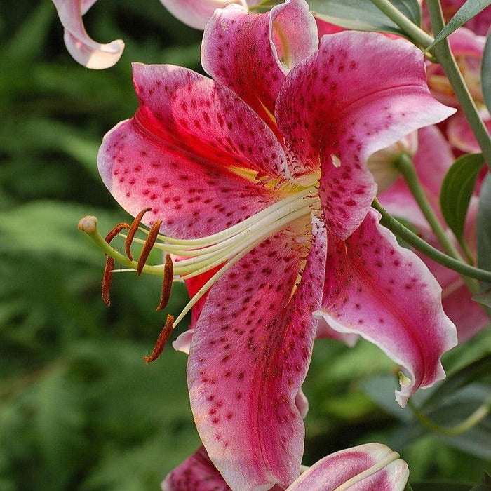 Lily, Stargazer Oriental Lily