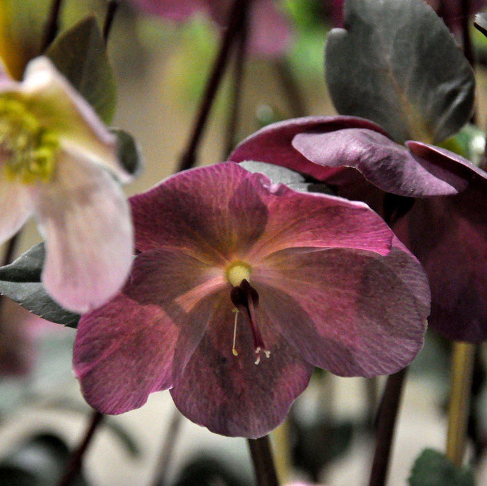 Hellebore, Frostkiss® Anna's Red Lenten Rose