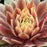 Sempervivum, Chick Charms® Lemon Waves Hens and Chicks
