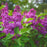 Lilac, Yankee Doodle Lilac