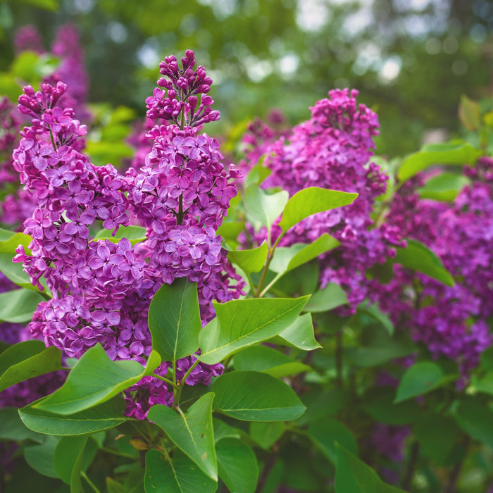 Lilac, Yankee Doodle Lilac