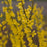 Forsythia, Show Off® Forsythia