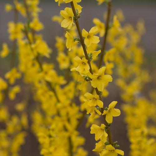 Forsythia, Show Off® Forsythia