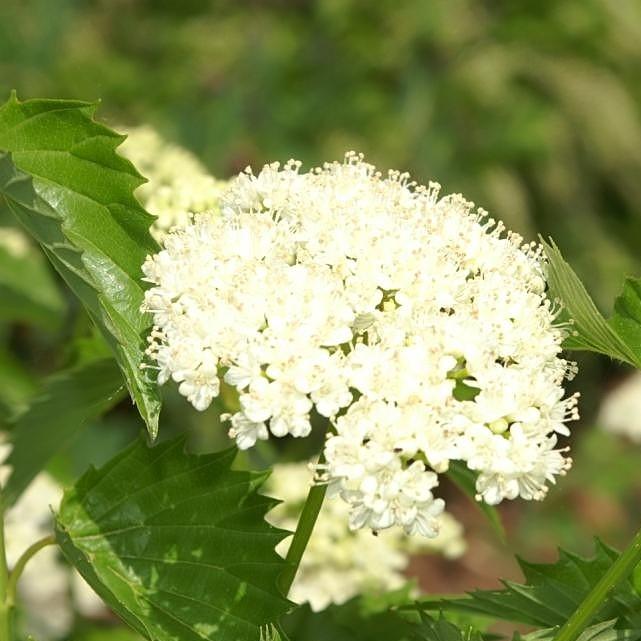 Viburnum, Blue Muffin® Arrowwood Viburnum