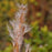 Grass, Broomsedge, Yellow Bluestem