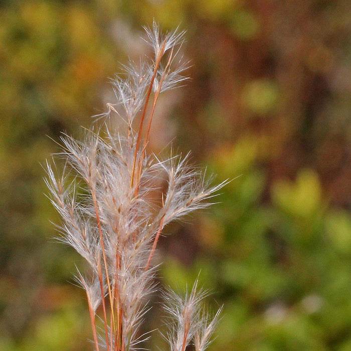 Grass, Broomsedge, Yellow Bluestem