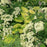 Hosta, Gold Standard Hosta