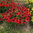Coneflower, Sombrero® Sangrita Coneflower