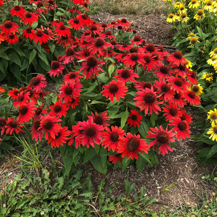 Coneflower, Sombrero® Sangrita Coneflower