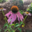 Coneflower, Magnus Echinacea, Coneflower