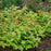 Honeysuckle, Kodiak® Fresh™ Honeysuckle
