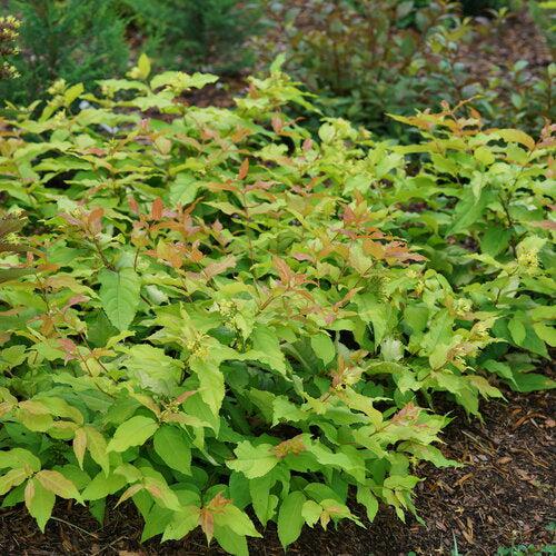 Honeysuckle, Kodiak® Fresh™ Honeysuckle