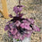 Coral Bells, Dolce® Wildberry Heuchera