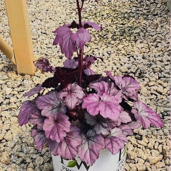 Coral Bells, Dolce® Wildberry Heuchera