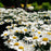 Shasta Daisy, Ooh La™ LaGrande Shasta Daisy