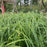 Sedge, Ice Dance Sedge