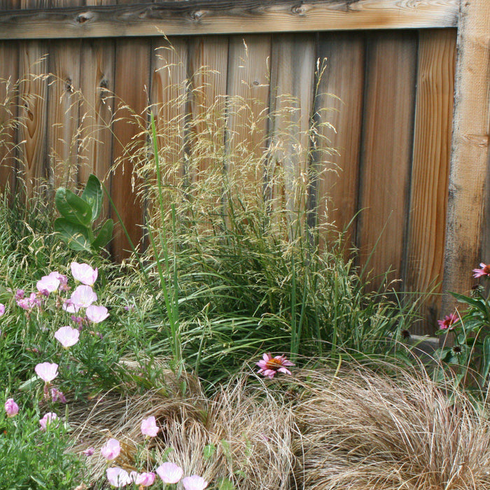 Grass, Karl Foerster's Feather Reed Grass