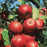 Apple, Winesap, 7 gal (5-7 ft)