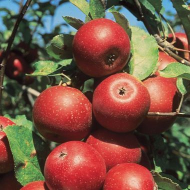Apple, Winesap, 7 gal (5-7 ft)