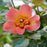 Rosa x 'ChewEyesUp'  - Ringo All-Star™ Rose