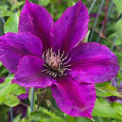 Clematis, Picardy™ Clematis