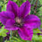 Clematis, Picardy™ Clematis