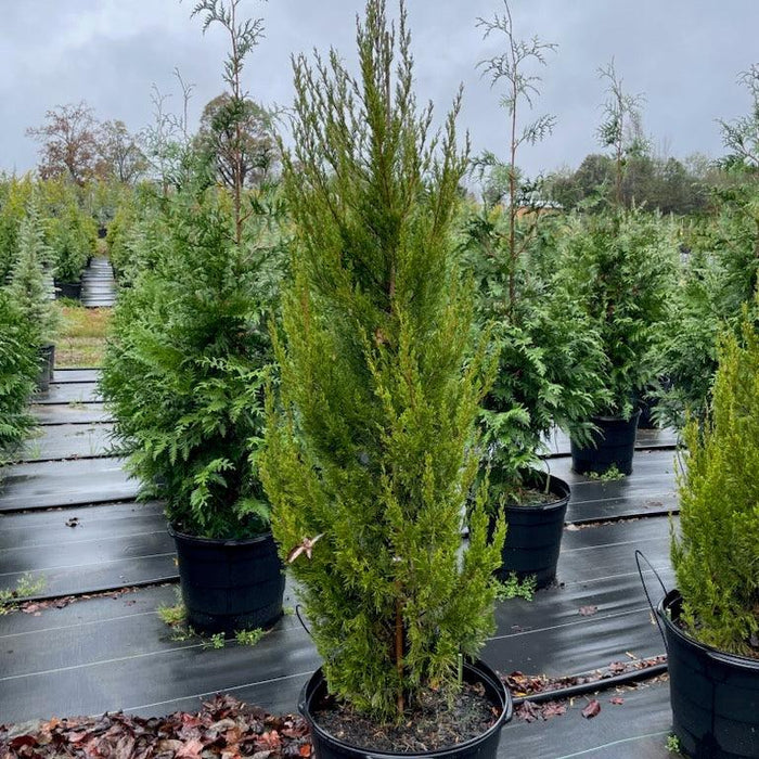 Juniper, Spartan Juniper (Juniperus Chinensis Spartan)