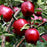 Apple, Red Delicious, 7 gal. (5-7 ft)