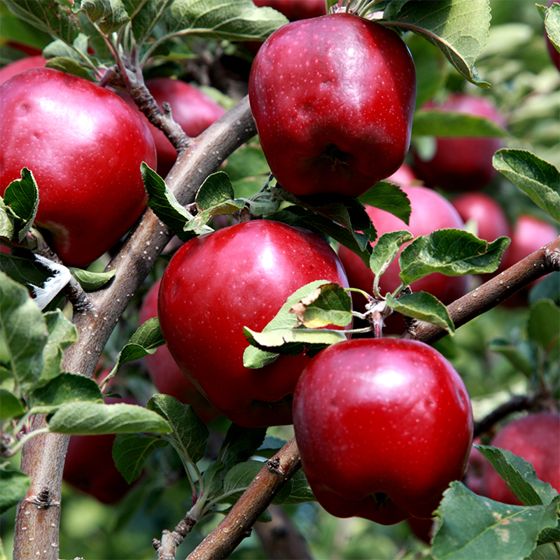 Apple, Red Delicious, 7 gal. (5-7 ft)