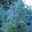 False Cypress, True Blue False Cypress
