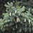 Spruce, White Spruce