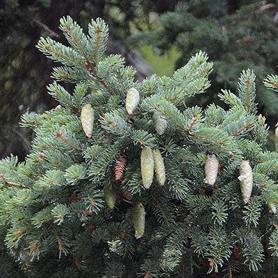 Spruce, White Spruce