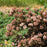 Ninebark, First Editions® Little Devil™ Ninebark