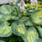 Hosta, PW® Shadowland® Sound of Music Hosta