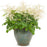 Goat's Beard, Chantilly Lace Goat's Beard