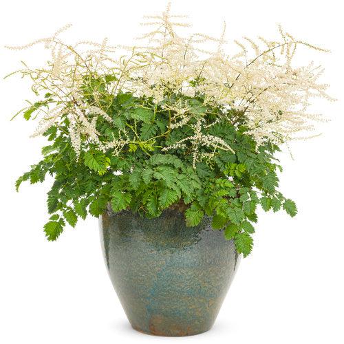 Goat's Beard, Chantilly Lace Goat's Beard