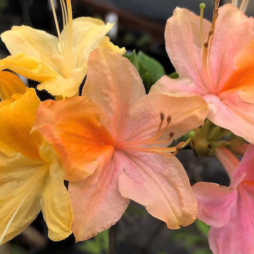 Azalea, Garden Rainbow Azalea