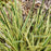 Grass, Perfect Edging Tall Fescue