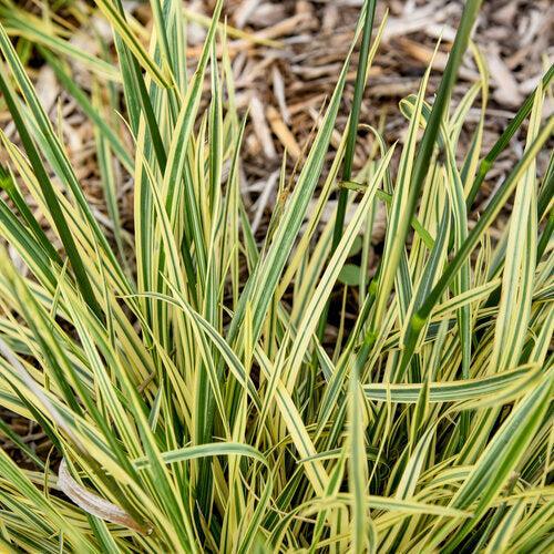 Grass, Perfect Edging Tall Fescue