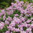 Lilac, Bloomerang® Purpink Lilac