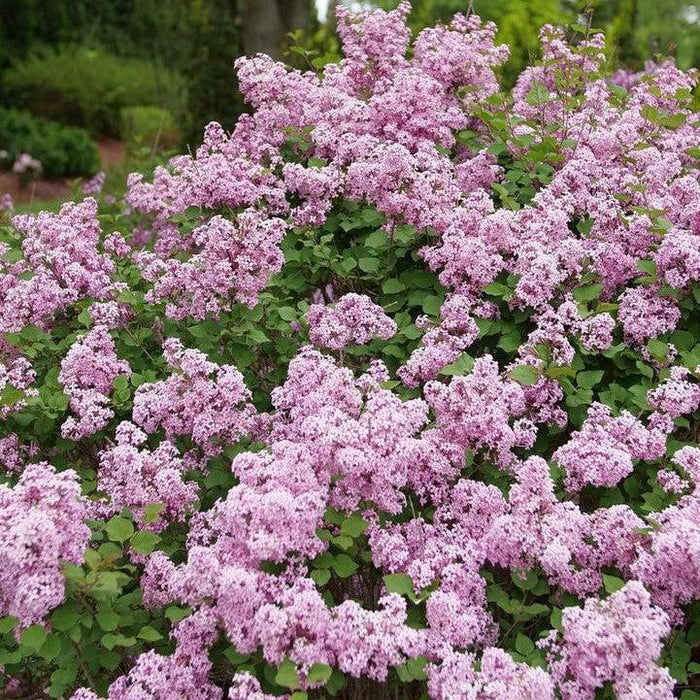 Lilac, Bloomerang® Purpink Lilac
