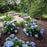 Hydrangea, Endless Summer® The Original Macrophylla Hydrangea