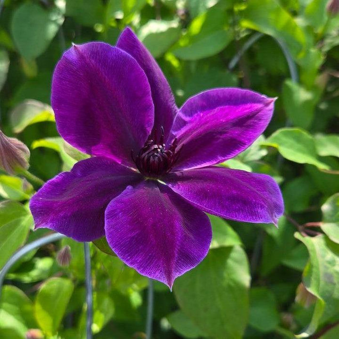 Clematis, Boulevard® Ravel™ Clematis